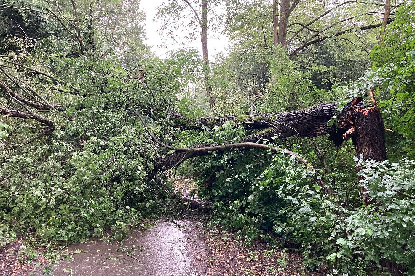 Baum zwischen VK-Wehrden und Hostenbach