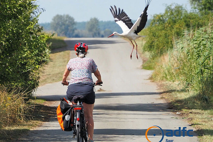 Landeanflug Storch im Landeanflug